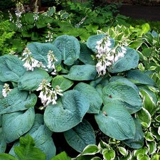 2 Hosta sieboldiana Elegans