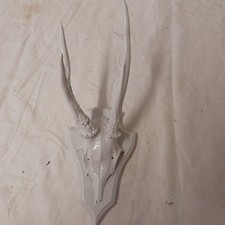 Rehgeweih weiß Deko Geweih
