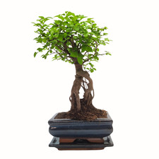 Bonsai baum mit keramik - baum,