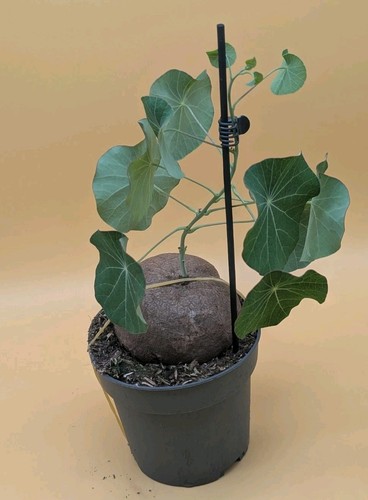 Xxl stephania erecta - xxl,