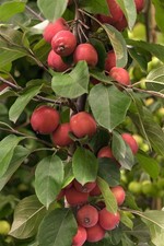 Malus 'Eleyi', Zierapfel