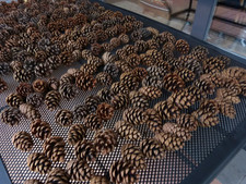 300 GROSSE NATUR SCHWARZ-KIEFERNZAPFEN・ZAPFEN・BASTELN・ADVENT・WEIHNACHTEN・6-8 CM