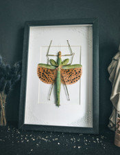 Paracyphocrania major Schmetterlinge Schaukasten Entomologie Präparat Insekten