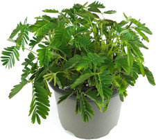 Mimose im Topf "Mimosa pudica" - 10cm Zimmerpflanze