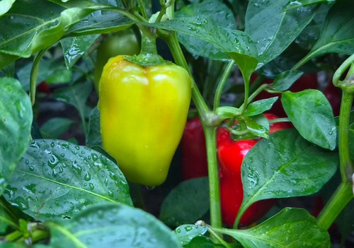 Morozko paprika samen 2026 - paprika,