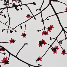 Marco von Duyvendijk Kapok