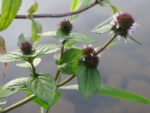 Teichpflanzen 10 st - :,
