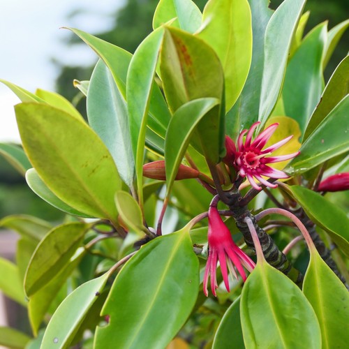 Large leafed orange mangrove - large-leafed,