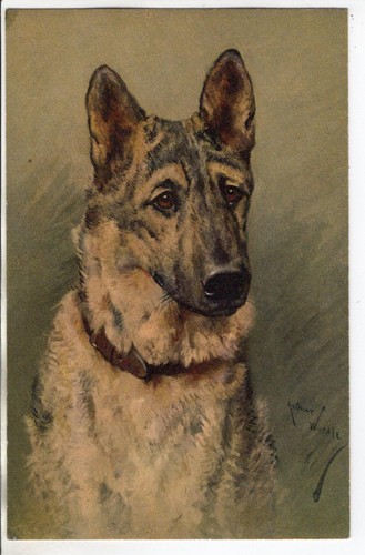 Schäferhund sehr - ak,