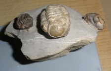 Trilobitensammlung GEESOPS