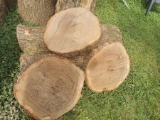 Baumscheibe XXL Eiche 50 × 6