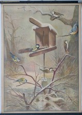 VINTAGE | SCHULWANDKARTE MEISEN SINGVÖGEL IM WINTER | EDUCATIONAL SCHOOL CHART