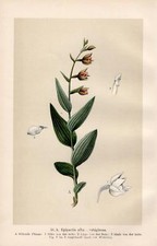 Cephalanthera Epipactis alba