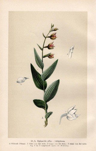 Cephalanthera epipactis alba - cephalanthera,