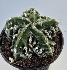 Ausgefallener Astrophytum Myriostigma Kikko M404