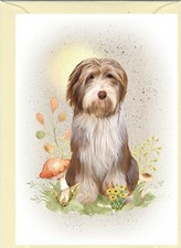 Bearded collie hund - bearded,