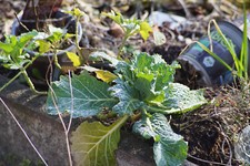 Lichtstarkes Tele-Zoom Tokina