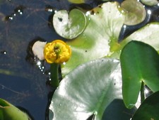 Nuphar pumila, Kleine