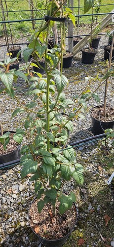 Acer davidii davids - davidii, davids-