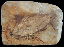 Oligozän  Bilinia uraschista