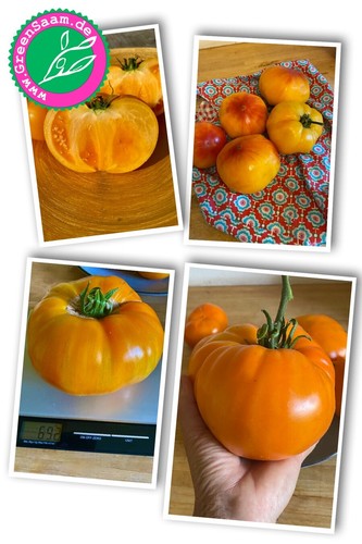Tomatensamen gelber - tomatensamen,