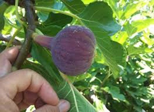 Ficus carica sultane - -, roter