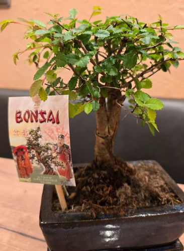 Bonsai ulmus parvifolia - bonsai, -ulmus