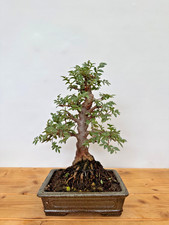 Bonsai Japanische Ulme Freiland Outdoor Nr. 5249 pflegeleicht Geschenkidee