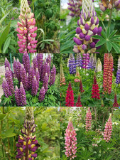Stauden Lupine Prachtmischung 100 Samen Bienenweide Gartenlupine Mehrjährig 