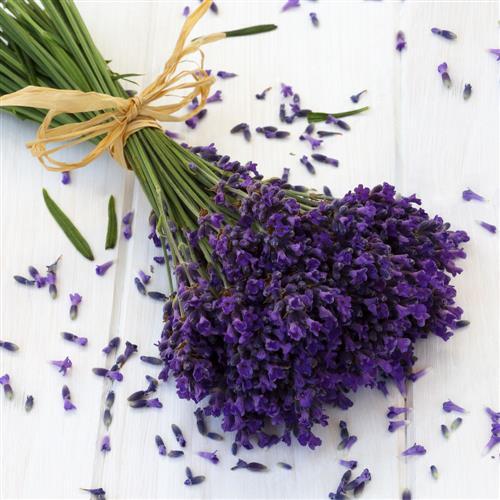 Servietten lavendel lila - servietten,