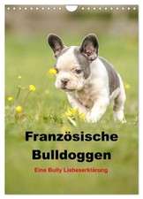 Französische Bulldoggen -