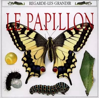 Papillon kim taylor - le,