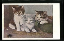 Ansichtskarte Drei Kätzchen beobachten eine Biene auf dem Stallboden 1917 