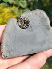 DACTYLIOCERAS GRACILE AMMONITE WHITBY YORKSHIRE UK DINOSAURIER FOSSILs
