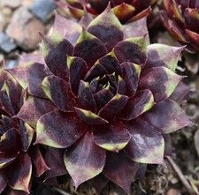 Sempervivum dachwurz sorte - sempervivum,, dachwurz,