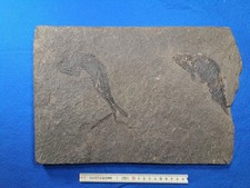 Palaeoniscum freieslebeni - , /