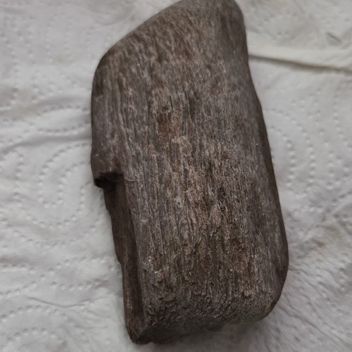 Pflanzenfossil pflanzenteil - pflanzenfossil,