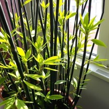 Schwarzer Bambus Pflanze für