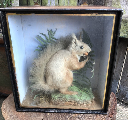 Rotes eichhörnchen taxidermie - eichhörnchen,