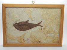 Fossil Diplomystus sp. ca 28x20 cm aus Wyoming/USA, aus einer alten Sammlung