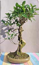 Bonsai Ficus Carmona Ulme 12 Jahre, 55 cm immergrün indoor, Deko Geschenk