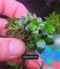  Aquariumpflanze / Anubias Mini Coin / Ableger 20 Blätter 🪷🌻🌷🌼🌻🪻