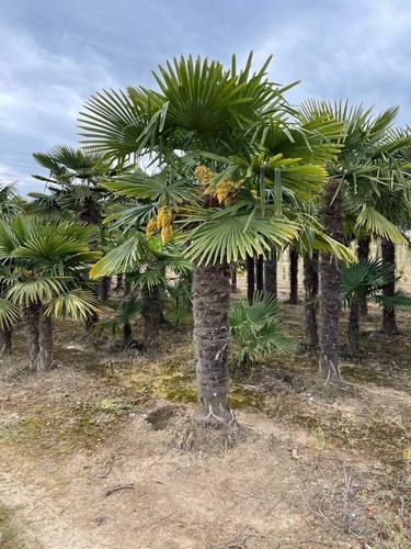 Hanfpalme trachycarpus - hanfpalme,