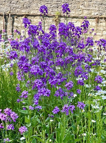 3000 samen nachtviole hesperis - 3000,