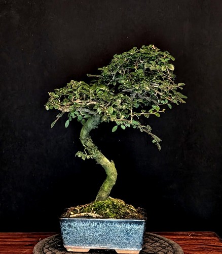 Bonsai chinesische ulme - bonsai,