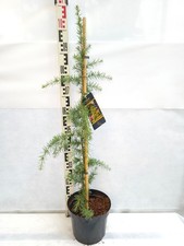 Cedrus deodara Vinks Golden