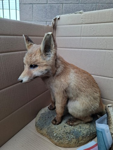 Ausgestopfter fuchs - ausgestopfter,