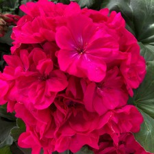 Geranie, magenta, stehend