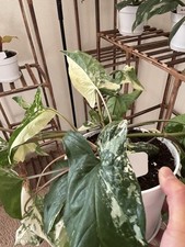Syngonium Albo Variegated USPS