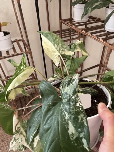Syngonium albo pot - syngonium,